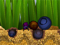 Dung Beetle Derby Game