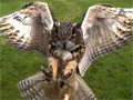 Speed Movie - Eagleowl Prey video