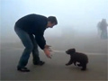Cutest Bear Attack Ever video