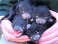 Tasmanian Devil Young video