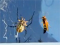 Garden Spider vs. Giant Wasp video