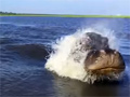 Hippo Swam So Fast on Chobe River video