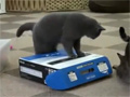A cat trapped in a box video