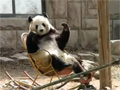 Panda in a rocking chair video