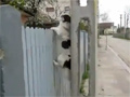 Fence Climbing Dog video