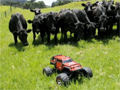 Rounding Up Cows with an RC Truck video