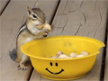 Cute Chipmunks Taking Peanuts video