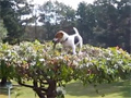 Little Dog Climbs Up A Tree for a Stick video