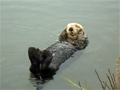 Sea Otter Chills Out video