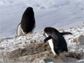 Dishonest Penguins video