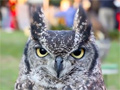 Lovely Owl video