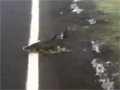 Salmon Crossing Flooded Roadway video