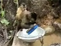 Putting a Monkey to Work video