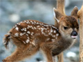 Newborn Deer video