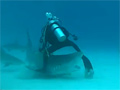 Close Call With a Tiger Shark video