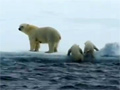 Baby Polar Bear Gets a Helping Paw video