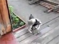 Dog Carried Cat Home video