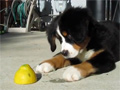 Puppy vs Lemon video