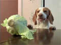 Dog Steal Cabbage video