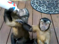 Monkeys Love Whipped Cream video