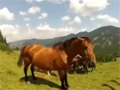 Wild Horses Are Wild video