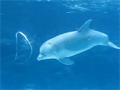 Dolphin Play Bubble Rings video