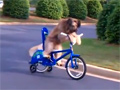 Smart Dog Rides Bike video