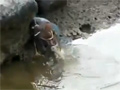 Clever Bird Uses Bread as Bait While Fishing video