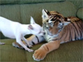 Tiger Cub Playing with a Dog video