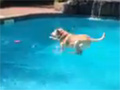 Smart Labrador Retriever Dog Training video