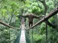 Gibbon Walks the Tight Road video