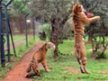 Tiger Jumps High To Catch Flying Meat video