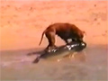 Dog Attack Shark video