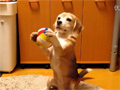 Dog Catch the Ball video