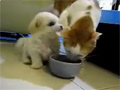 Puppy harassing a cat video