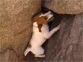 Biscuit the Climbing Dog video