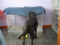 Dog Tucks Itself In video