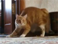 Hunchcat of notre dame video