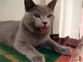 Cat Thinks it