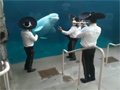 Mariachi Band Serenades Beluga Whale video