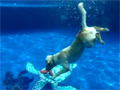 Wonder Dog Dives for 2 Frisbees video