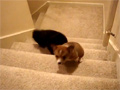 Dog Helps Puppy Up the Stairs video