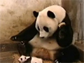 Sneezing Baby Panda video