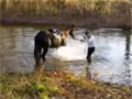 The Horse First Time With Water video