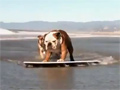 Bulldog Loves Board Sports video