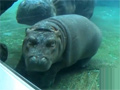 Cute Baby Hippo in San Diego Zoo video