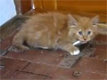 The Smoking Cat video