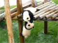 Lovely Playful Pandas Cliffhang video