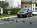 Ducks Crossing the Road video